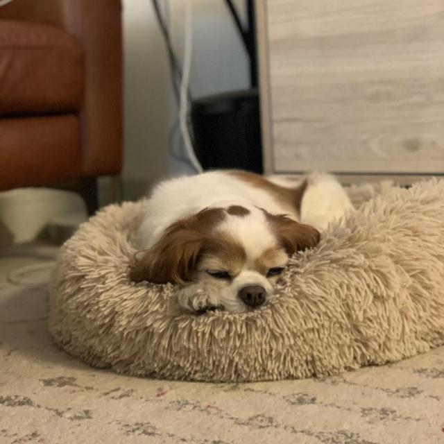 Honeymoon: dog-sitting while we're gone!