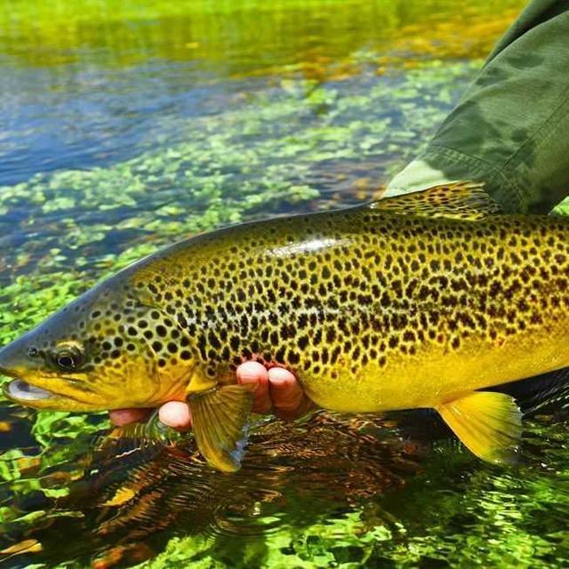Stay at Owen River Fly Fishing Lodge- Nelson, New Zealand