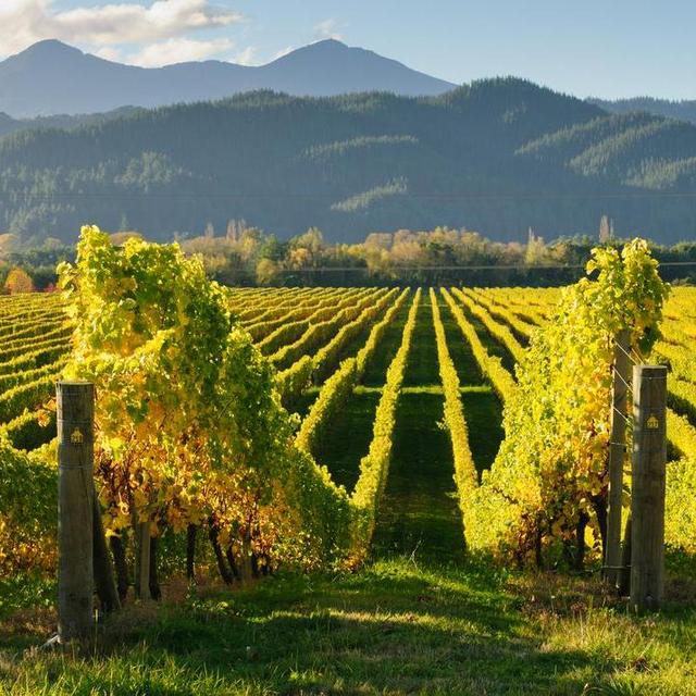 Marlborough Region Wine Tasting Bike Tour