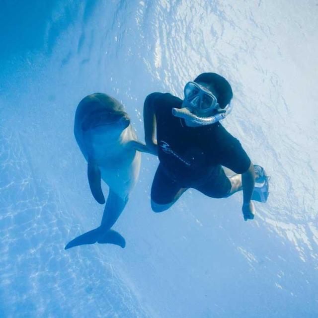 Dolphin Extreme Swim for 2