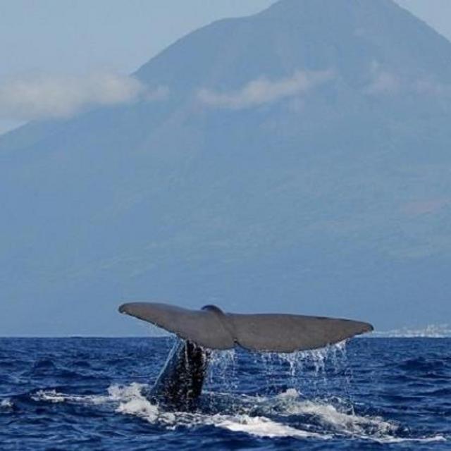 Whale Watching in Azores