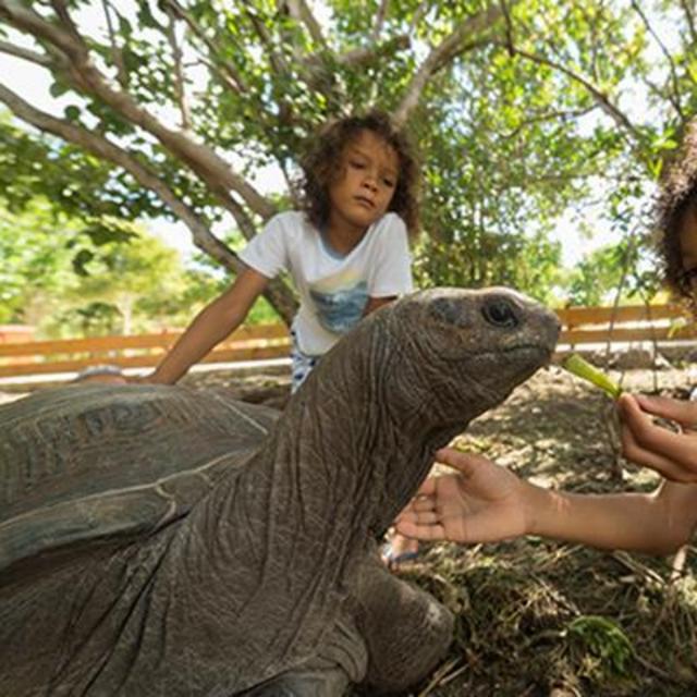 Laviscount Island Tortoises & Kayaking Tours