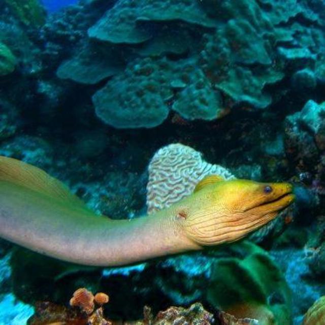 Scuba Diving! Day 1