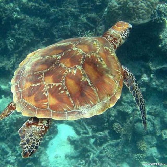 Scuba Diving Day 3