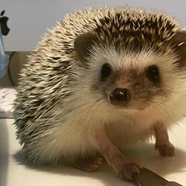 Queso's college fund