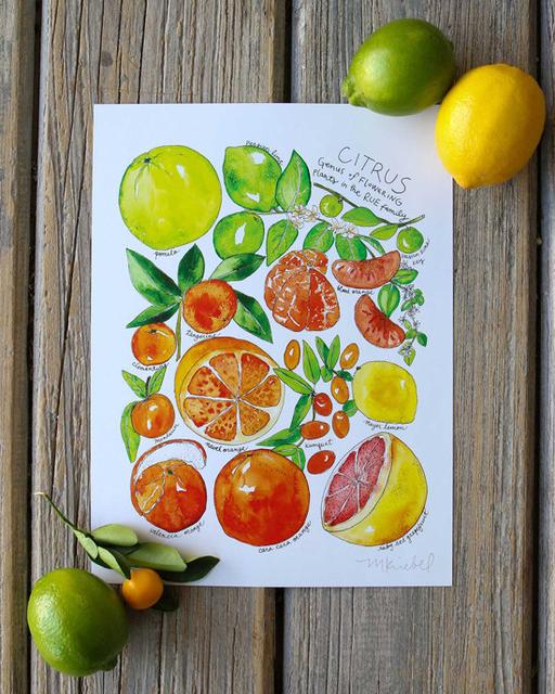 Citrus Family Pomelo Tangerine Grapefruit Lime Illustrated Watercolor Print 9" x 12"