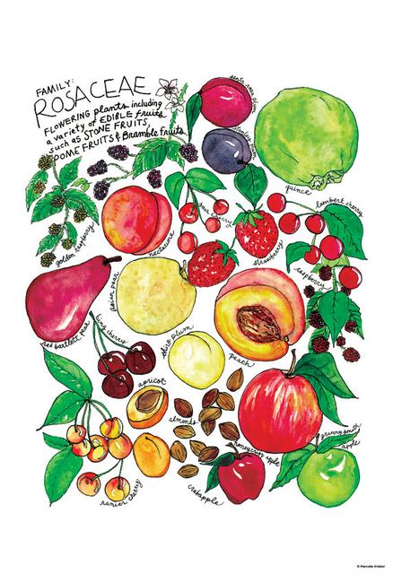 Rosaceae Family apple peach berry Illustrated Watercolor Poster 13x19