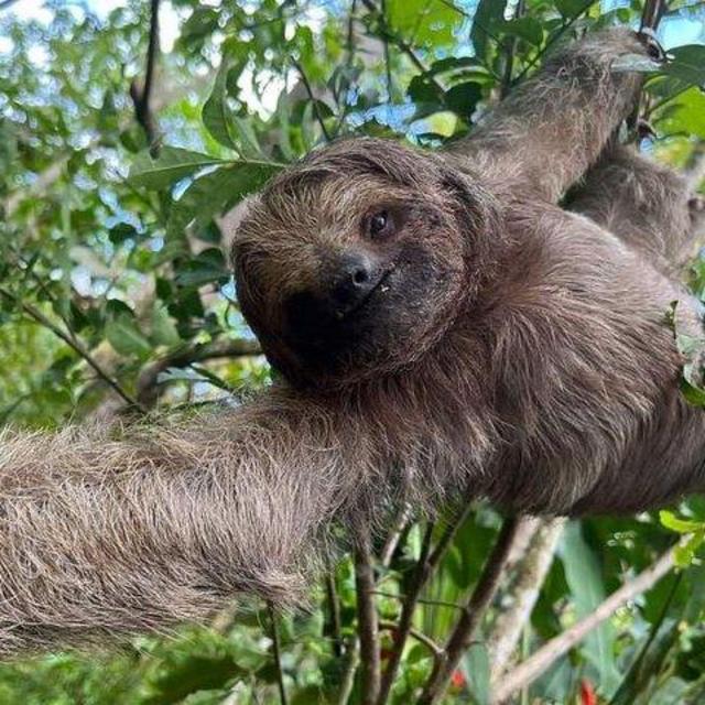 Tropical Rainforest, Hanging Bridges And Jungle Sloths Sanctuary