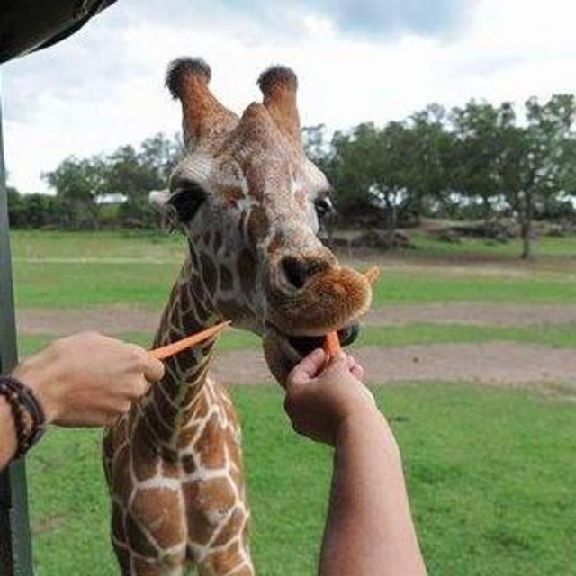 Ponderosa Adventure Park