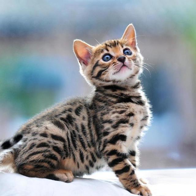 Our New (Hypoallergenic) Kitten