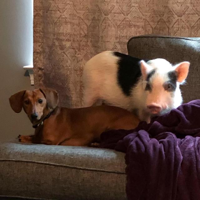 Pet Hotel For Our Honeymoon