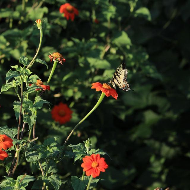 Our Butterfly, Beekeeping, and Backyard Fund