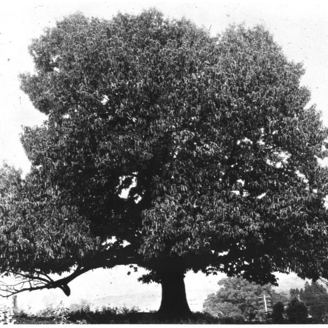 Our Favorite Charity: The American Chestnut Foundation <3