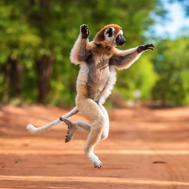 Hanging out with Lemurs