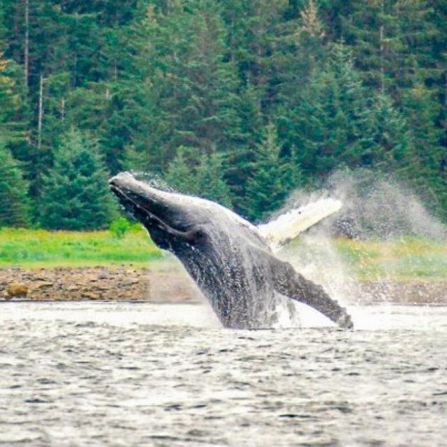 Icy Strait Whale & Wildlife Endeavor