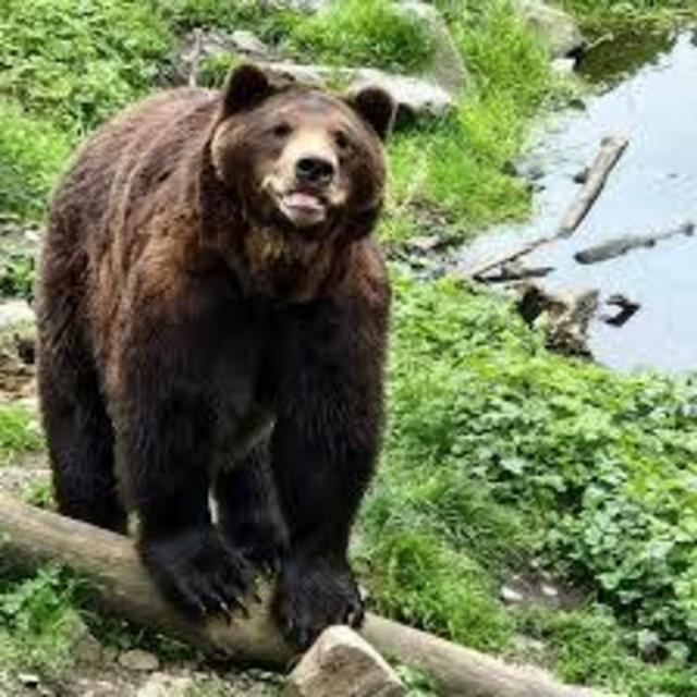 Fortress of the Bear Tour