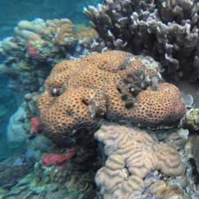 Rembrandt's Cove Private Snorkel