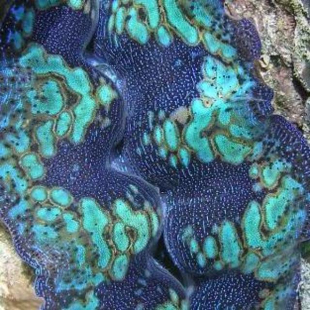 Plant a Giant Clam