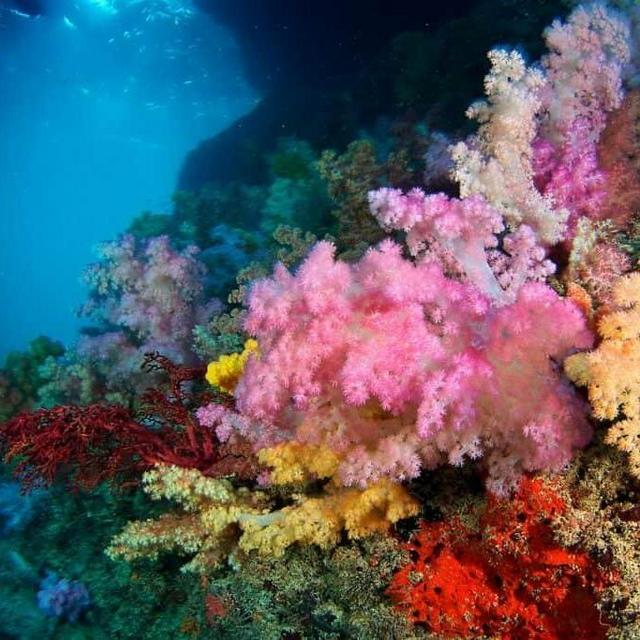 Rainbow Reef Snorkel