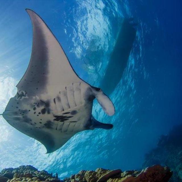 German Channel Manta Ray Snorkel