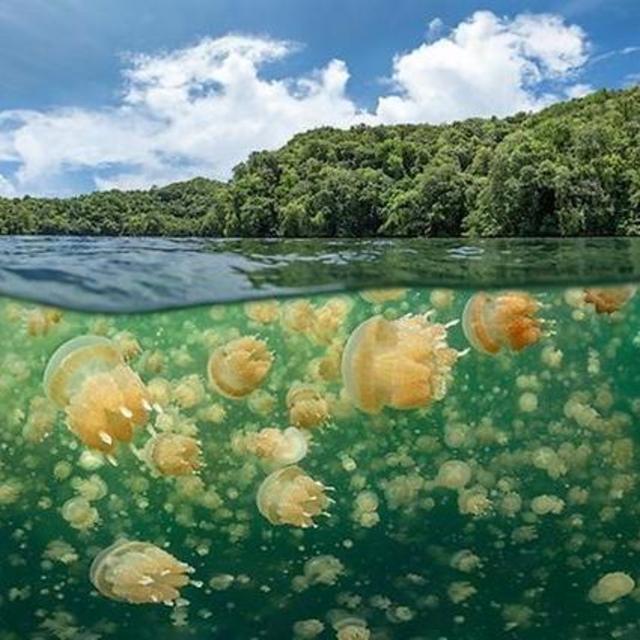 Jellyfish Lake Snorkel