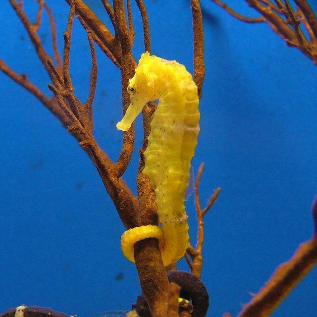 Ngchus Cove Yellow Seahorse Snorkel