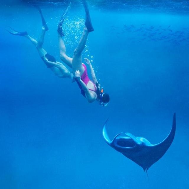 Snorkeling with the Manta Rays (on our Honeymoon)