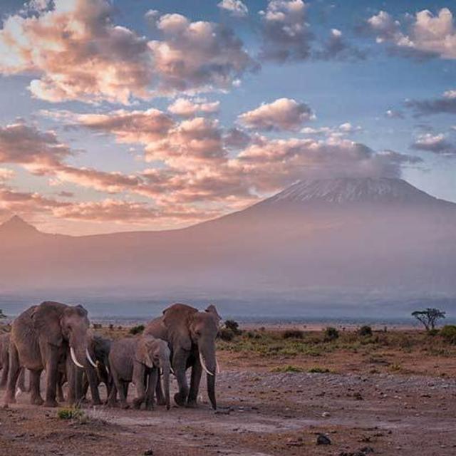 See the Elephants at Mt Kilimanjaro