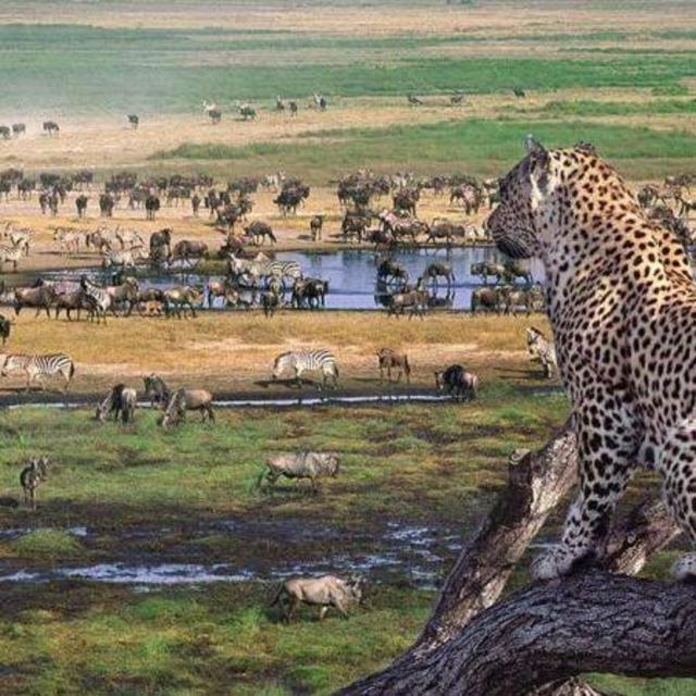 Visit Ngorongoro Crater