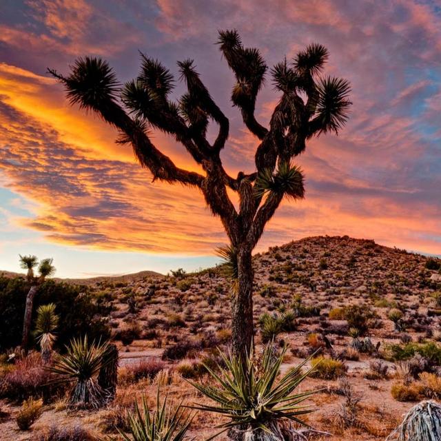 Joshua Tree National Park Adventure
