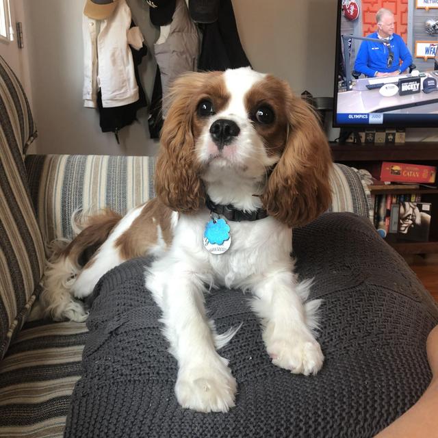 Rue's Barkbox