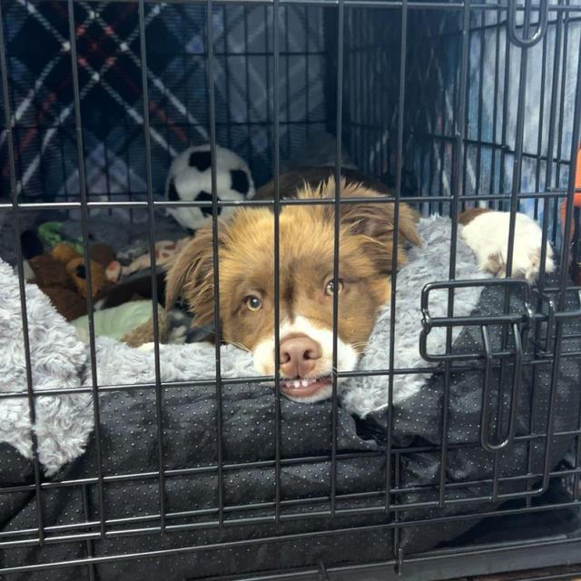 Moose's Toy/Treat Fund