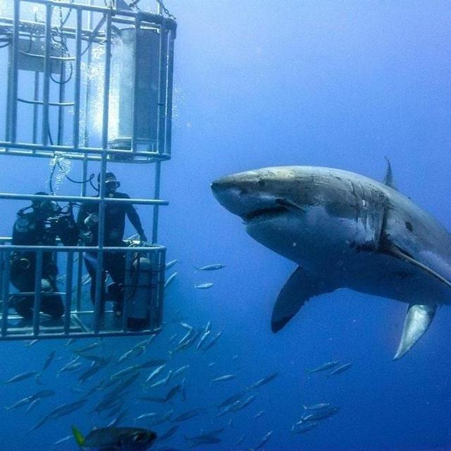 Shark Cage Diving in Cape Town