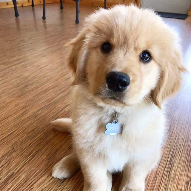 Scharen Pup