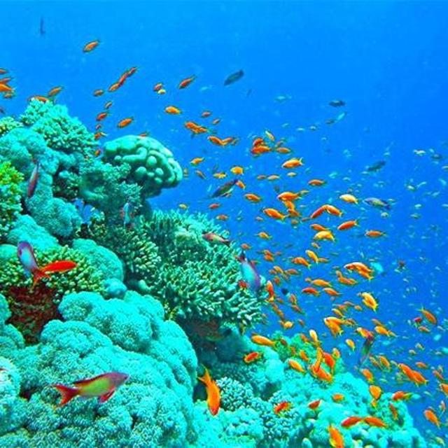 Snorkeling Excursion