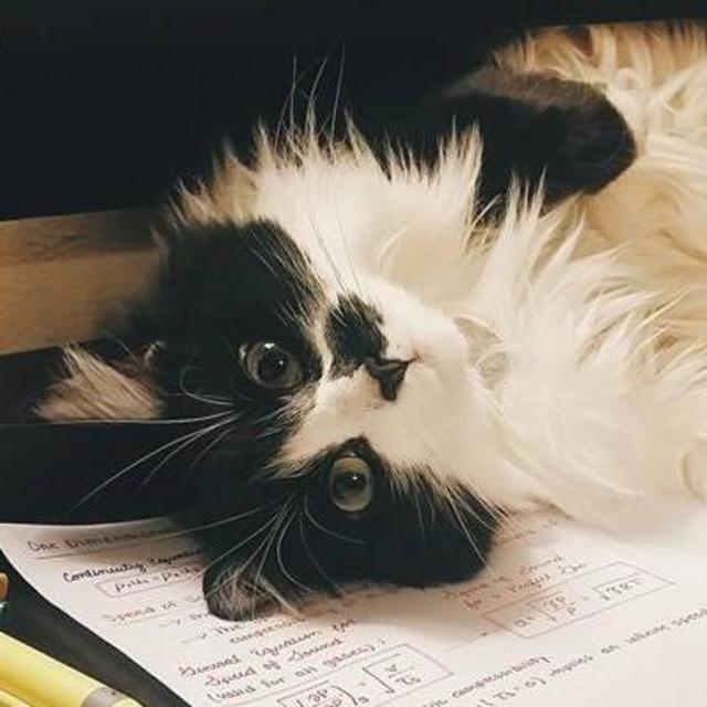 This Fund Is Specifically For Peanut. Who Is Surprisingly Expensive.