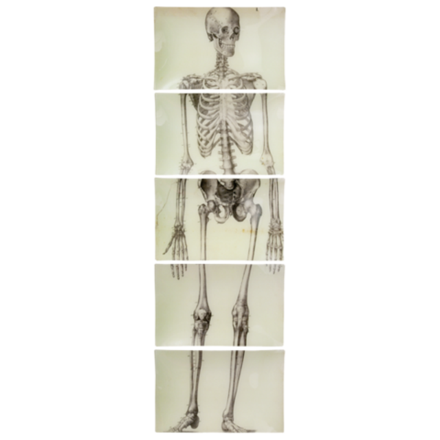 Skeleton, Front View (5 Pieces)