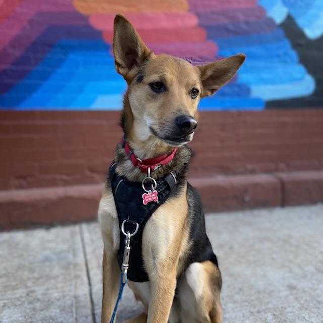 Donation to Muddy Paws Rescue