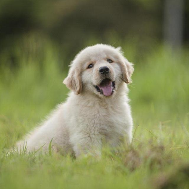 Golden Retriever Puppy Fund