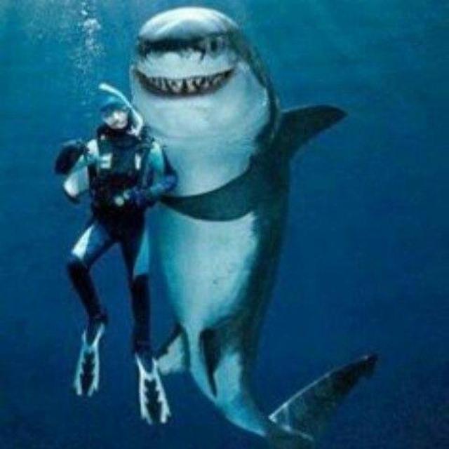 shark diving (only for the GROOM) hahah