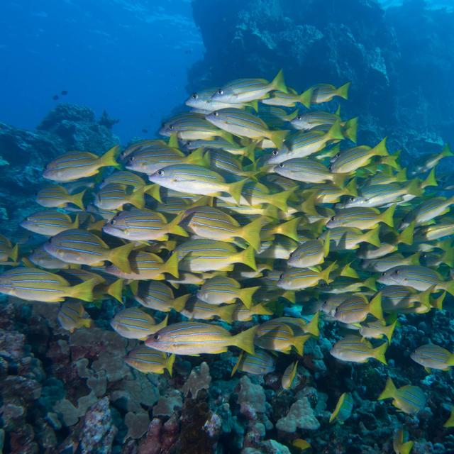 4-Day Liveaboard Scuba Diving Trip, Outer Great Barrier Reef