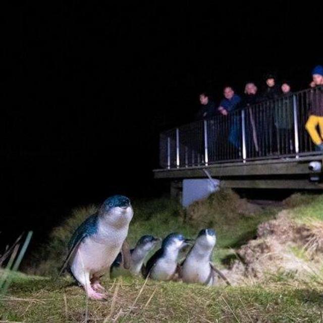 Penguin Tour