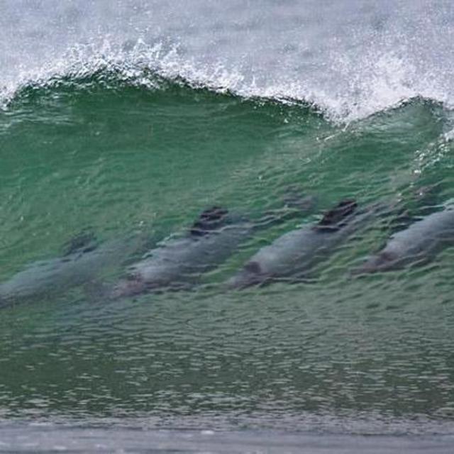 Surfing with Dolphins