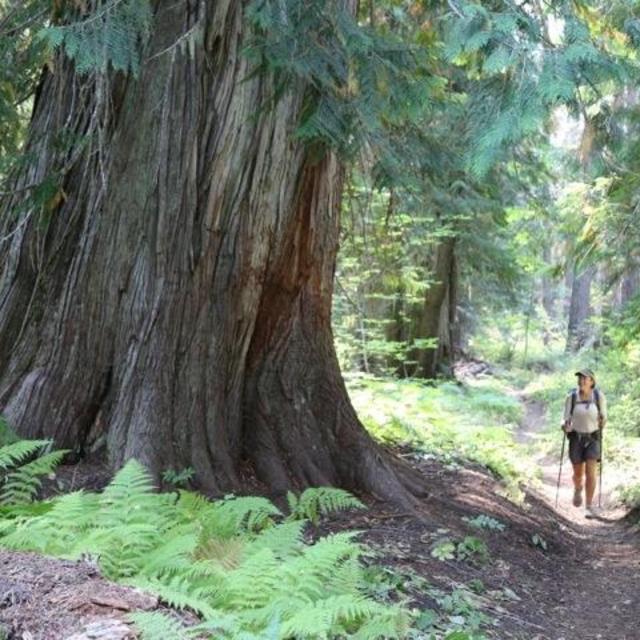 ENO PCTA DoubleNest Hammock