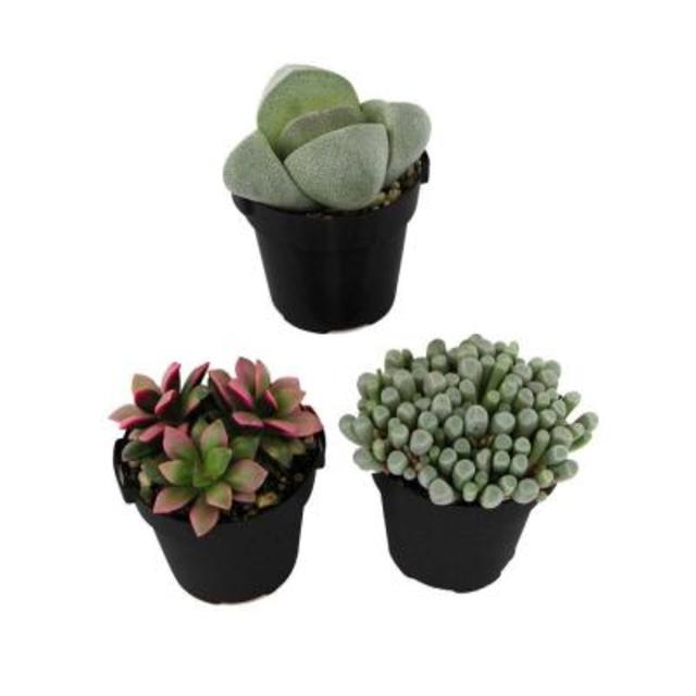 2.5 in. Assorted Mimicry Plant (3-Pack) -Home Depot