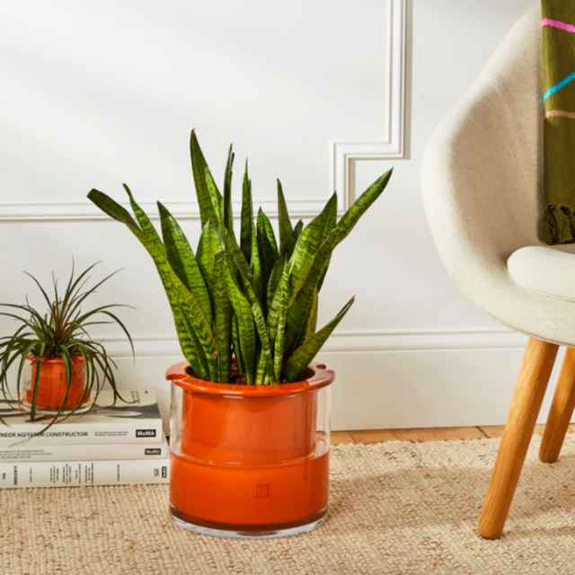 Self-Watering Wet Pots