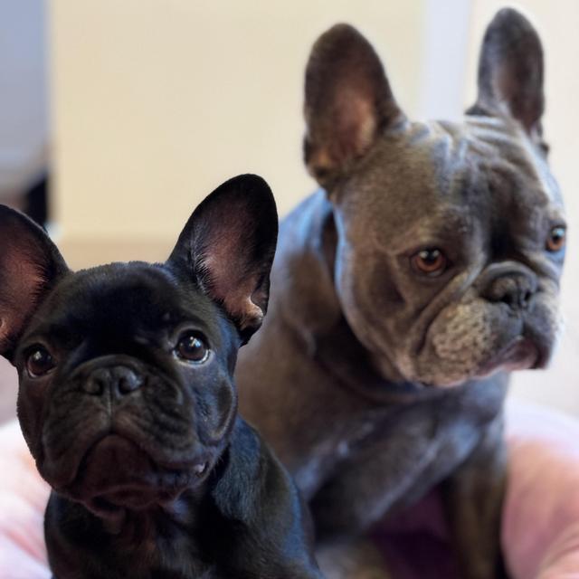 Frenchie Fund