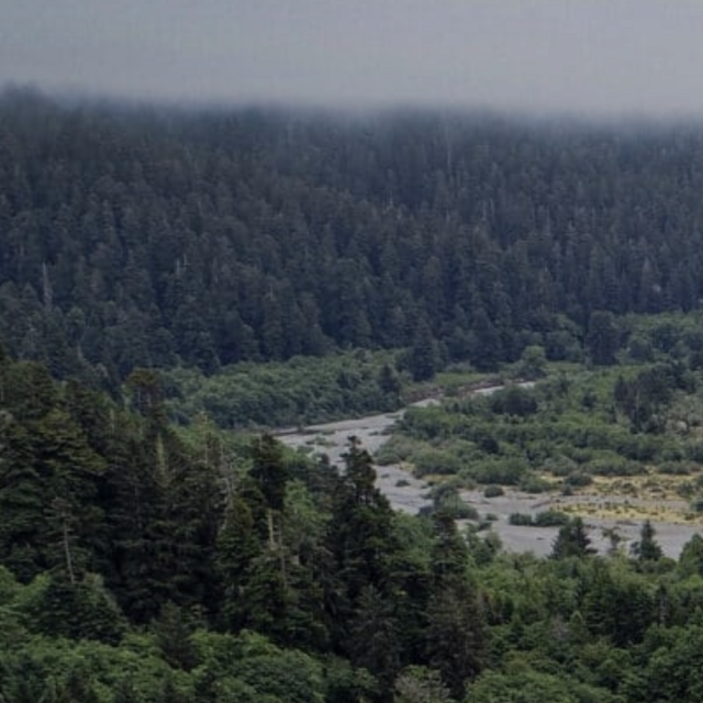 Donate - Save the Redwoods League