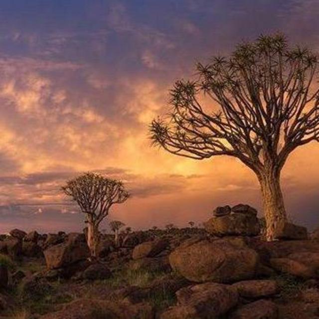 Quivertree Forest National Park Pass
