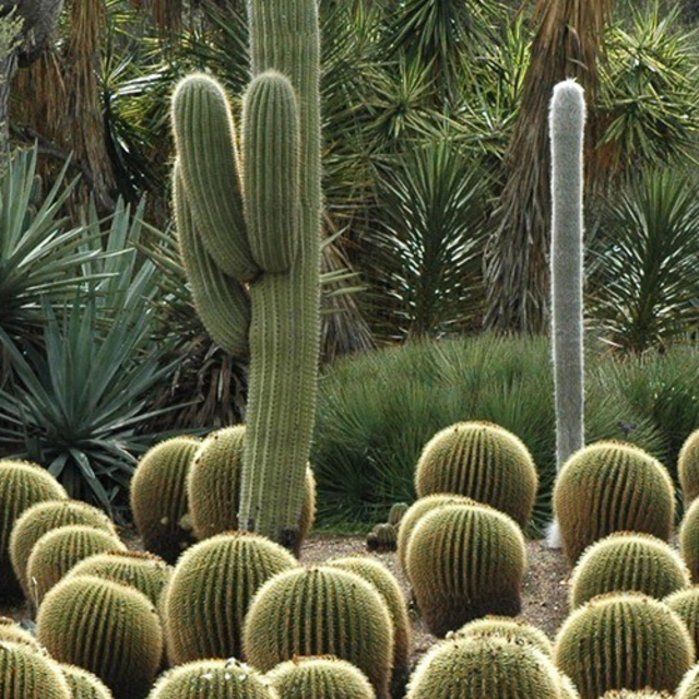 Membership to The Huntington Botanical Gardens